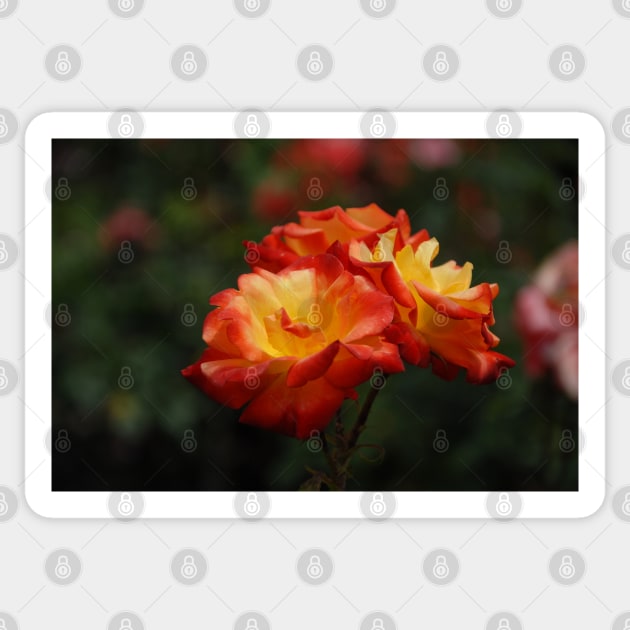 The Brilliance of the Rose!! Sticker by nancy.hajjar@yahoo.com